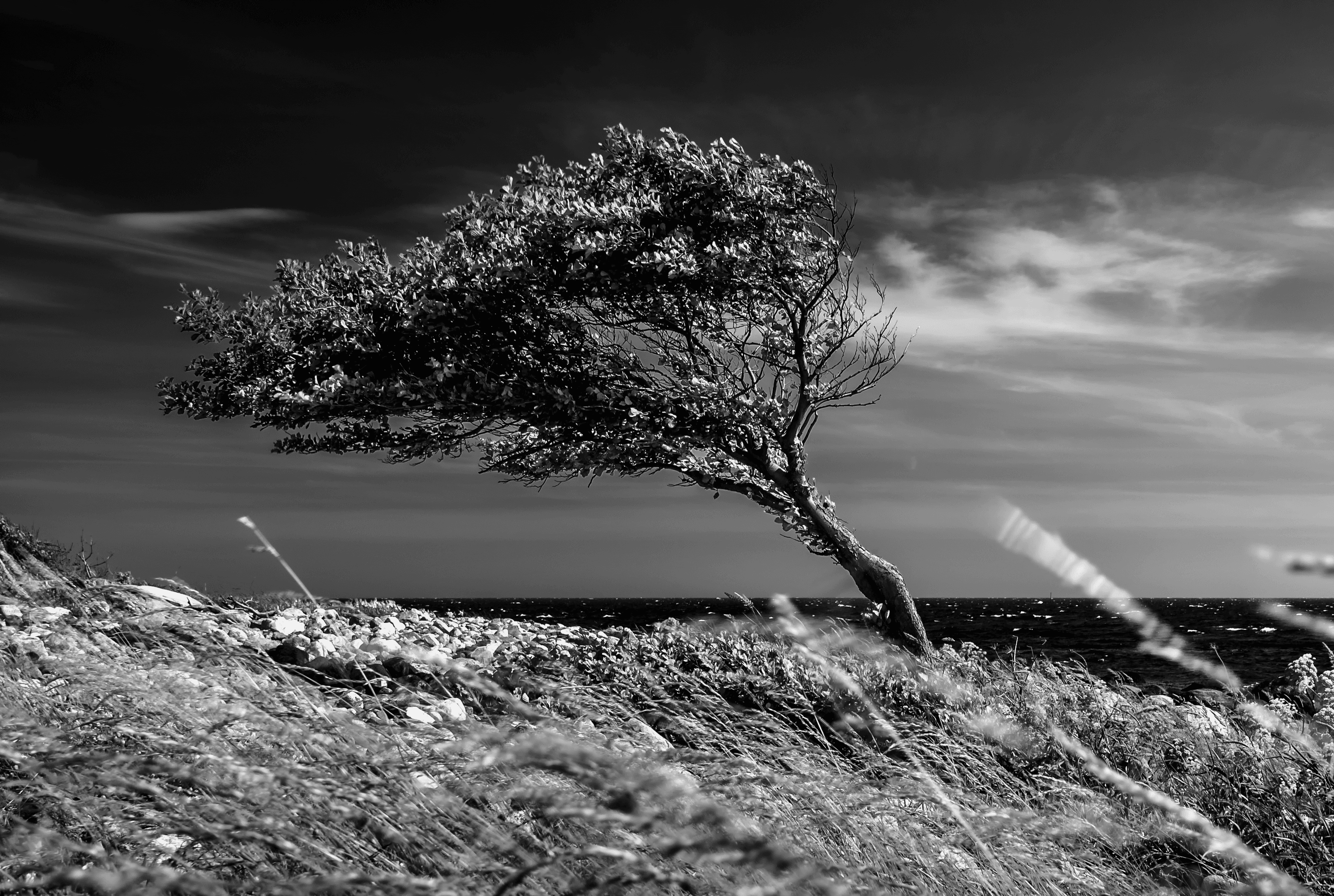 Windy tree