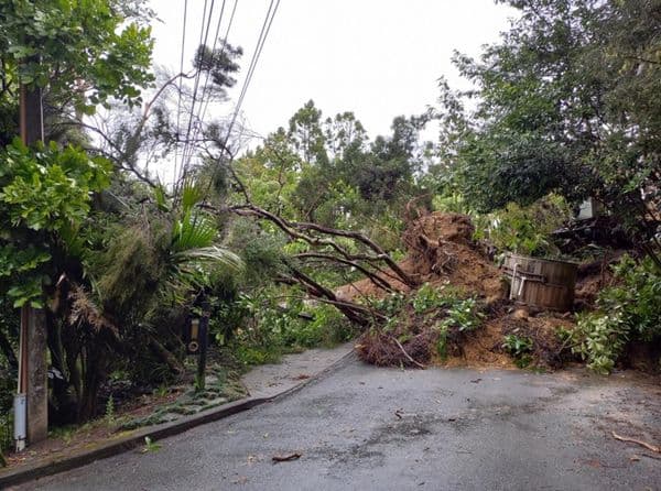 Fallen Trees over power lines and road