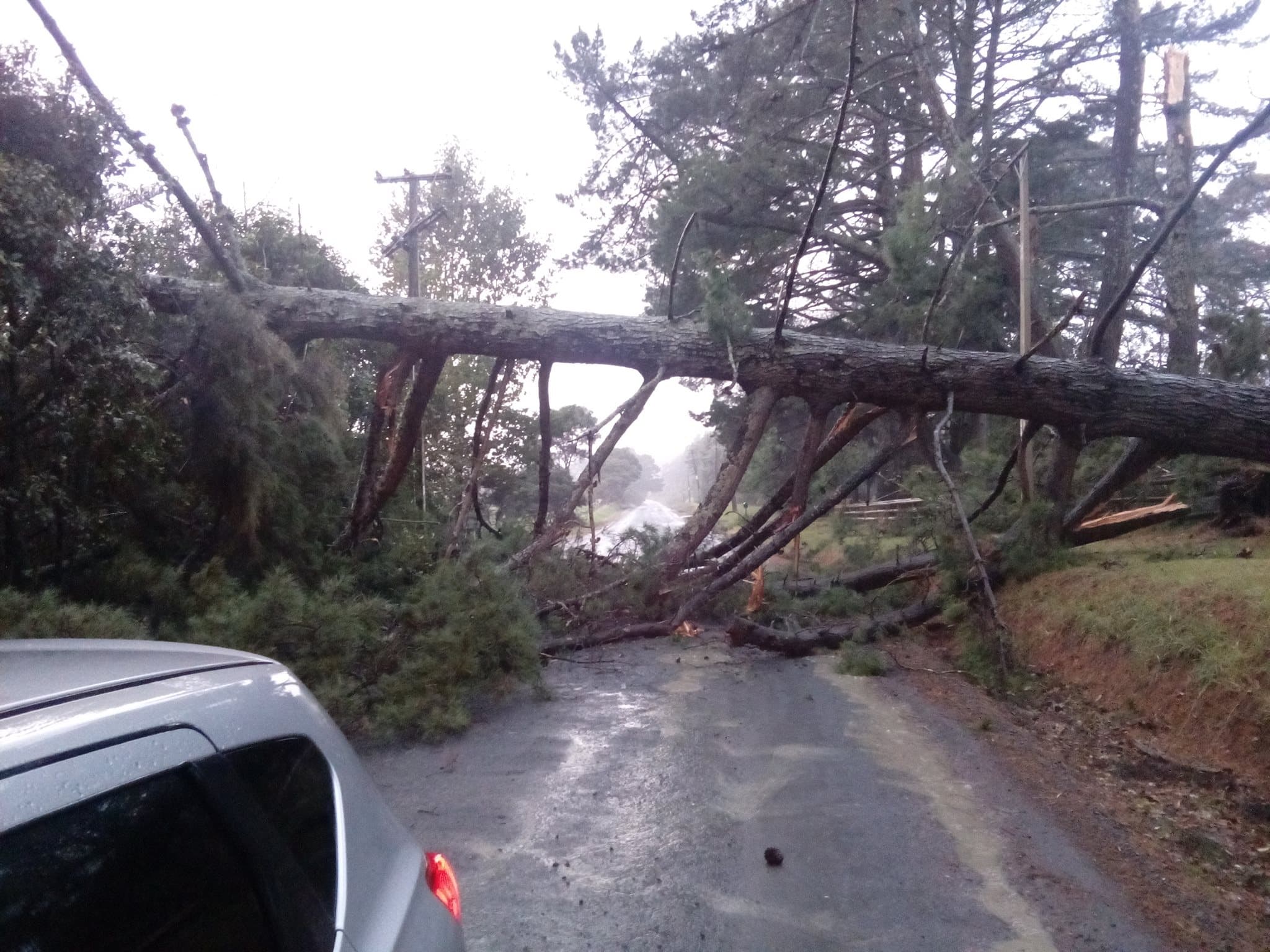 Tree Failen over road and powerlines in Muriwai
